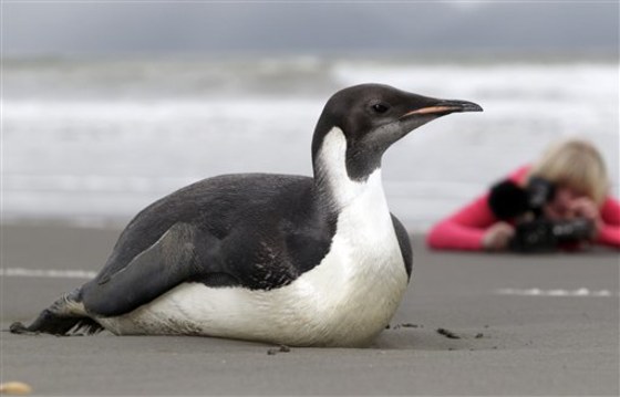 The Emperor penguin that ended up&nbsp;on Peka Peka Beach in New Zealand has become a celebrity, with visitors taking photos.